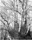 Shobrooke Trees Series #4